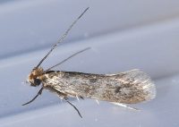 koi-torjunta-lossa-oy-vaatekoi-Tineola bisselliella