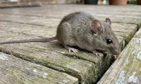 kotihiiri mus musculus